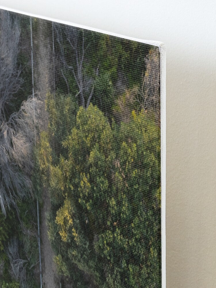 (Thirroul) Bush to Beach Canvas Mounted Print