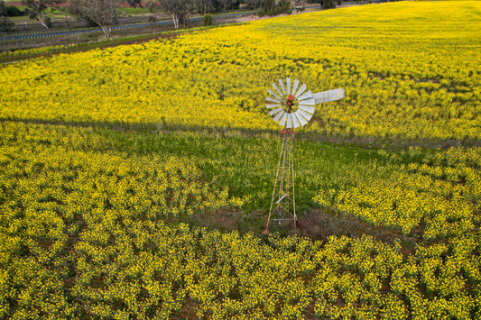 The Windmill